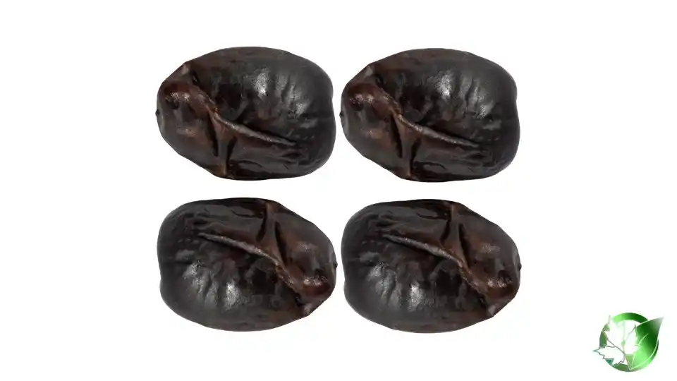 Bulk Mazafati Dates | Suppliers | Wholesale | ParsaFood Global